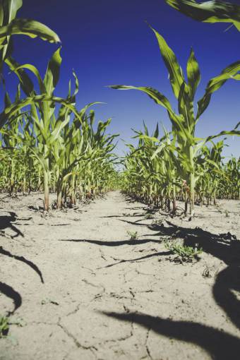 tierra naturaleza campo de maíz hojas seco suelo agrietado