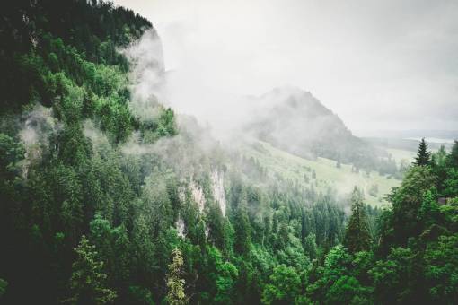 niebla naturaleza bosques árboles pendiente niebla verde blanco