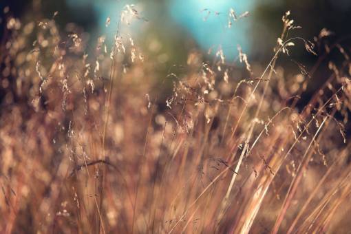 wheat nature  grass  wheat  field  autumn  fall  sway