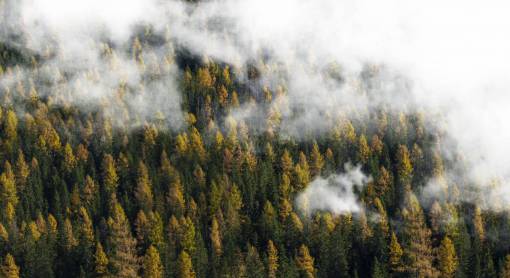 niebla naturaleza paisaje bosque árboles nubes niebla verde