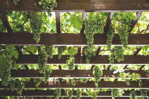 cropped nature  landscape  leaves  green  farm  crops  vine
