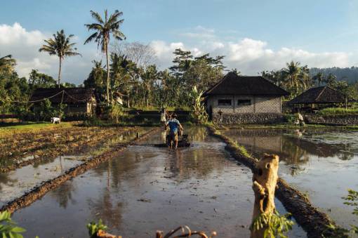 mud nature  landscape  trees  leaves  farm  mud  people