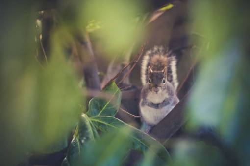 squirrel-expression nature  leaves  green  woods  forest  squirrel  animal
