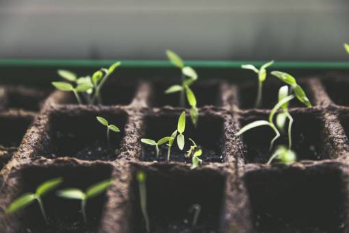 linea naturaleza plantas plántulas brotes parcelas líneas patrones