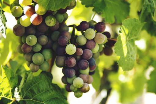 esfera naturaleza enredaderas hojas ramas uvas esferas viñedo