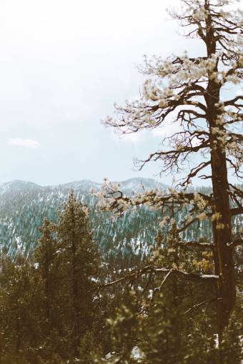bosques-de-palermo nature  woods  forest  green  trees  flowers  travel