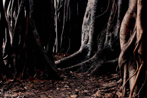 trunk nature  woods  trees  trunk  roots  leaves
