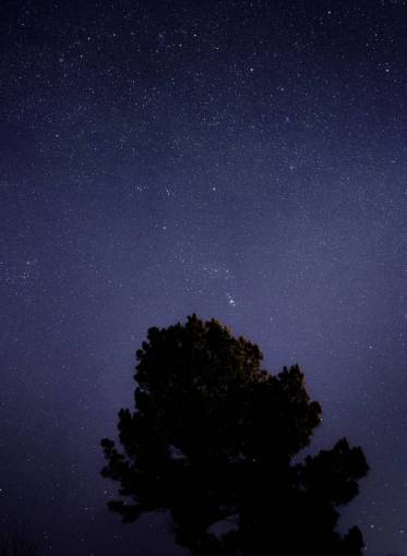 galaxia noche árbol estrellas cielo árbol silueta galaxia