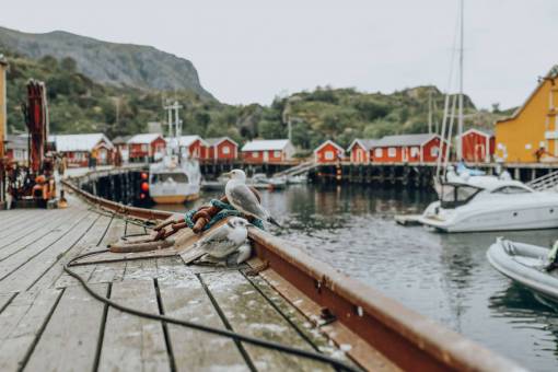 village norway  fishing  village  lofoten  seagulls  buildings  boats