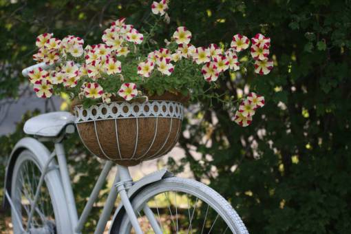 bicycle old  bicycle  flowers  retro  decoration  basket  flower