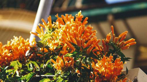patio orange  petal  flower  plant  nature  green  leaf