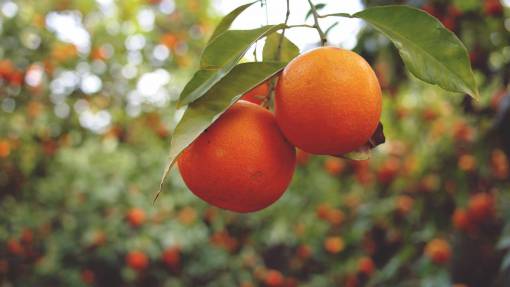 frutas naranjas frutas comida sana arboles