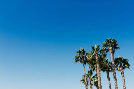 clearing palm trees  blue  sky  nature  outdoors  outside  tropical
