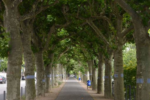 footpath park  trees  path  street  footpath  pathway  empty