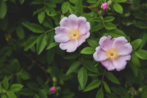 aire fresco rosa cerrar jardín floral fresco floración naturaleza