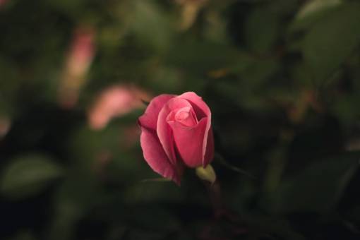 difuminar flor rosa flor pétalo hoja planta naturaleza