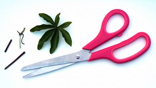 arts-culture-and-entertainment pink  scissors  arts  crafts  leaves
