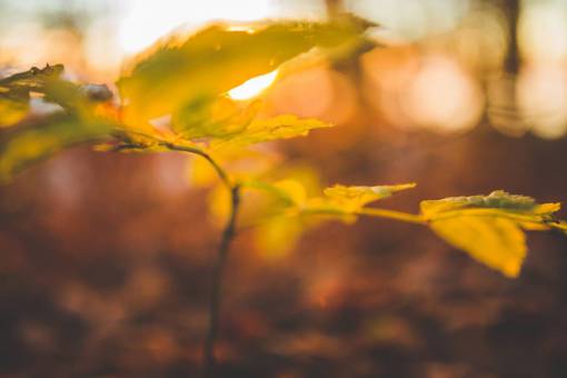stem-cell plant  stem  leaves  nature  sunrise  sunset  bokeh
