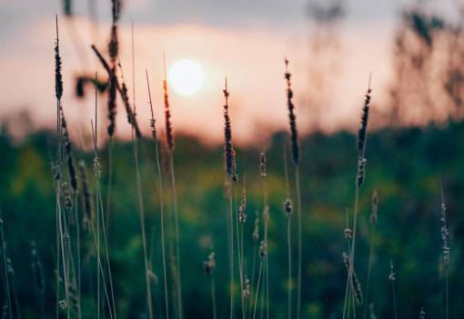 plants-still plants  nature  field  rural  countryside  sunset
