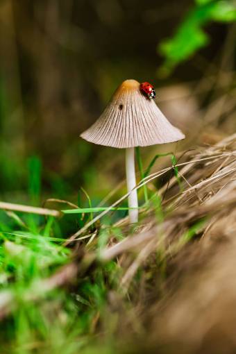 mushroom plants  nature  mushrooms  grass  insect  ladybug  still