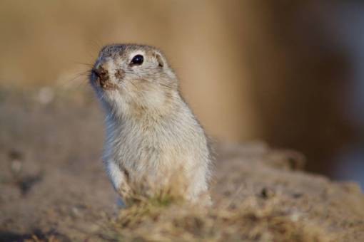 praying prairie dog  rodent  squirrel  animal
