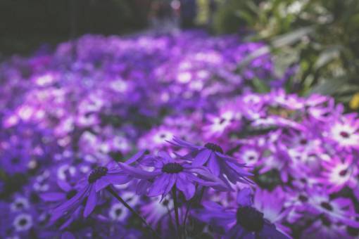 purple  flower  bloom  blossom  leaf  petals  garden