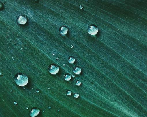 clearing rain  drops  leaf  raindrop  leaves  green  wet