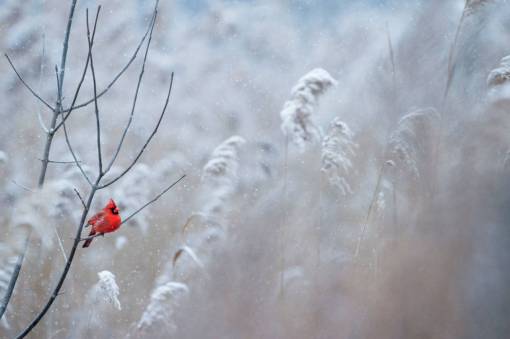 paja pájaro rojo rama hierba al aire libre naturaleza nieve