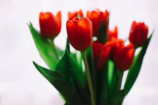 fauna rojo naranja tulipanes flores fauna hojas verdes