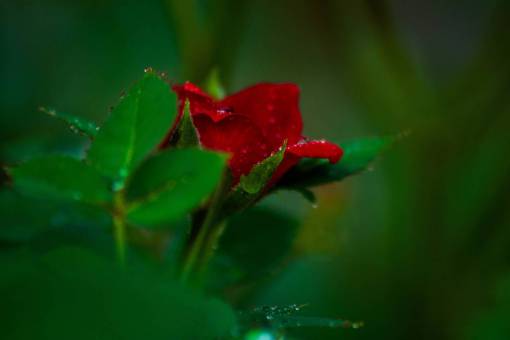 lluvia pétalo de rosa roja flor flor planta naturaleza