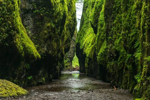 moss river  stream  water  cliffs  rocks  moss  nature