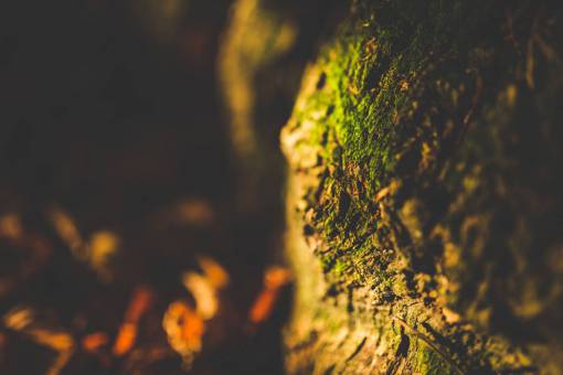 root root  tree  green  moss  nature  dark  blur
