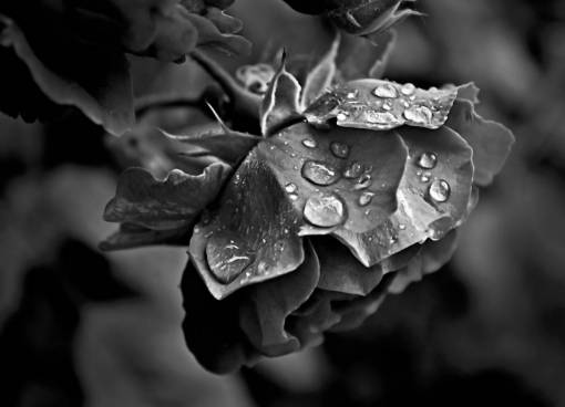 manana flor rosa lluvia día lluvioso mañana jardín