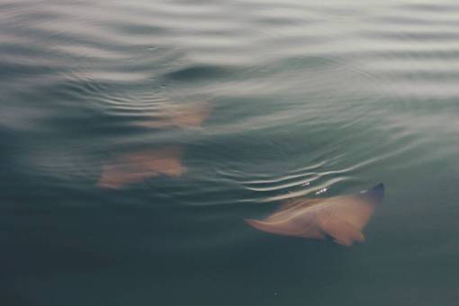 ray mar océano agua peces batoides rayos
