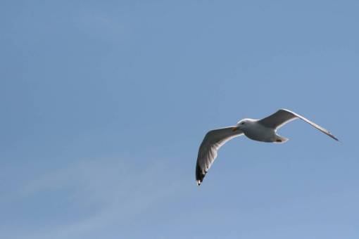 fauna gaviota volando naturaleza ave marina pájaro cielo vuelo