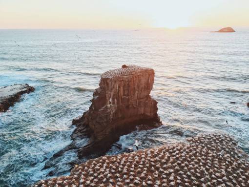 acantilado gaviotas pájaro animal costa naturaleza rocas acantilado