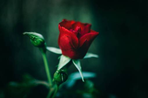 single  red  rose  red rose  flower  romantic  love