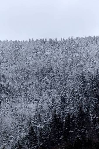 nieve bosque árboles invierno estación fría naturaleza