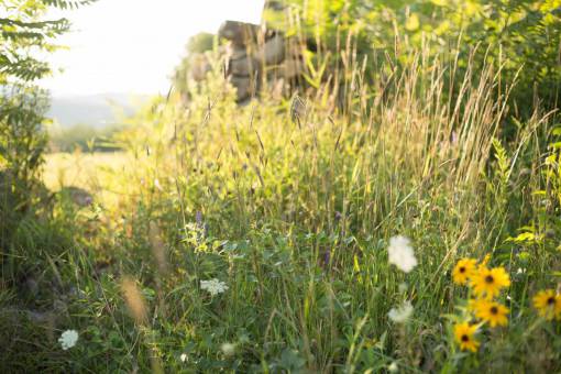 daytime summer  field  background  daytime  grass  flowers  nature