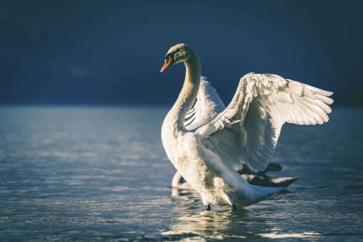 ojo de pajaro pico de cisne ojos blancos pájaro agua río