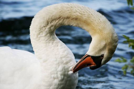 pond swan  close up  animal  beak  bird  neck  white