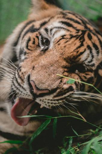 bamboo tiger  animal  wildlife  nature  bamboo  leaf

