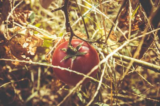 dry-leaves tomato  red  vegetation  plant  fresh  raw  vitamin