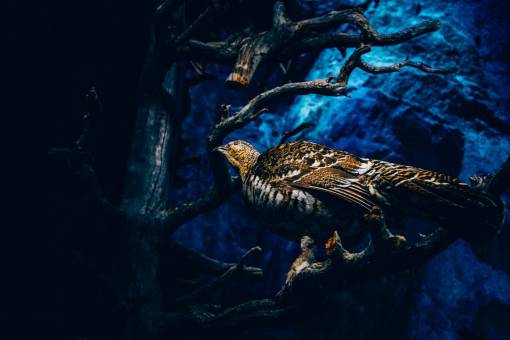 paja rama de árbol planta naturaleza pájaro oscuro animal