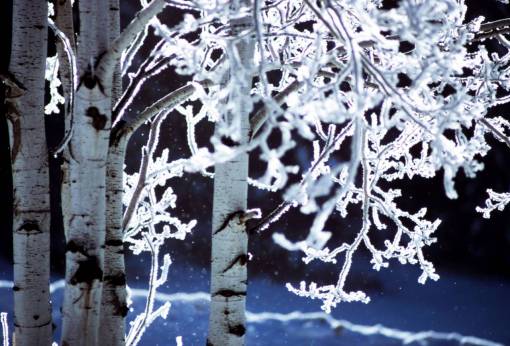 tree  branch  plant  nature  snow  winter  cold