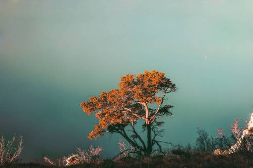 niebla árbol planta naturaleza otoño otoño montaña paisaje