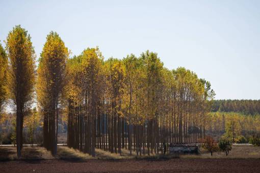 arbol soleado árboles planta naturaleza campo hierba cielo al aire libre