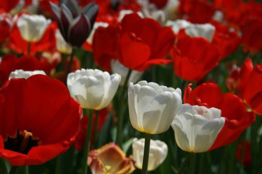 tulip tulip  flower  macro  petals  nature  garden  closeup