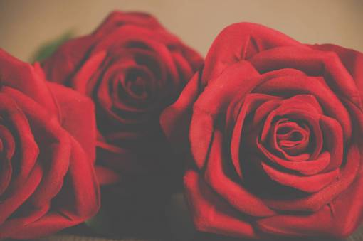 petalo Día de San Valentín tres rosa roja primer plano flor verde