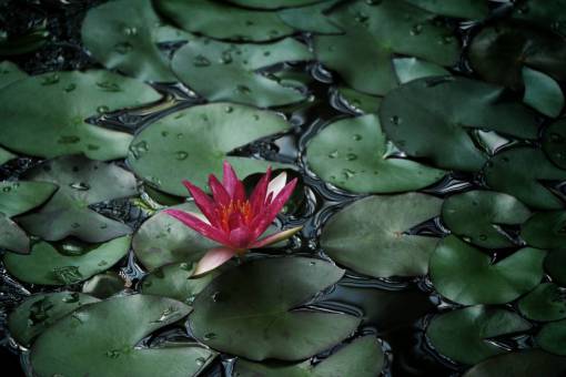 petalo nenúfar plantas flor naturaleza agua mojado hojas